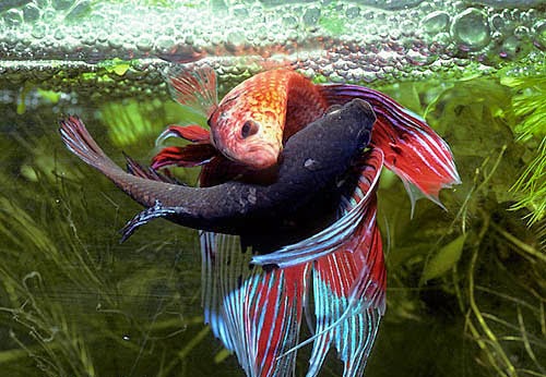 Rozmnožovanie Betta Splendens